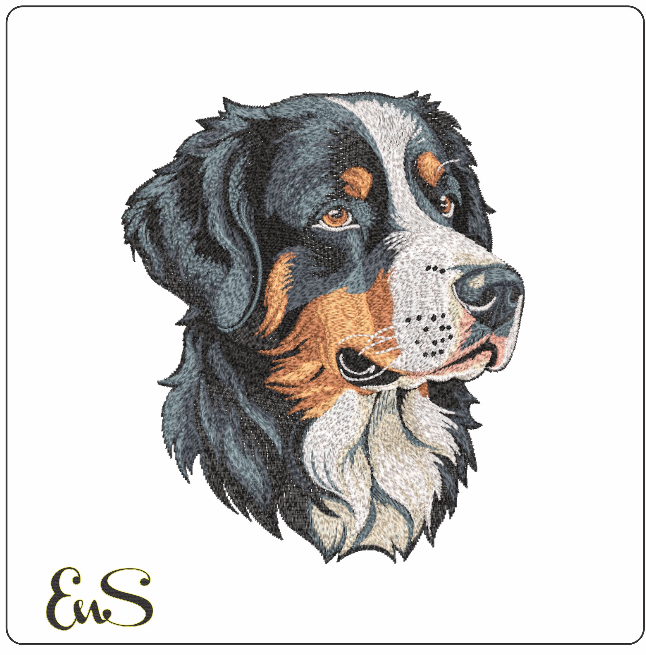 Bernese Mountain Dog