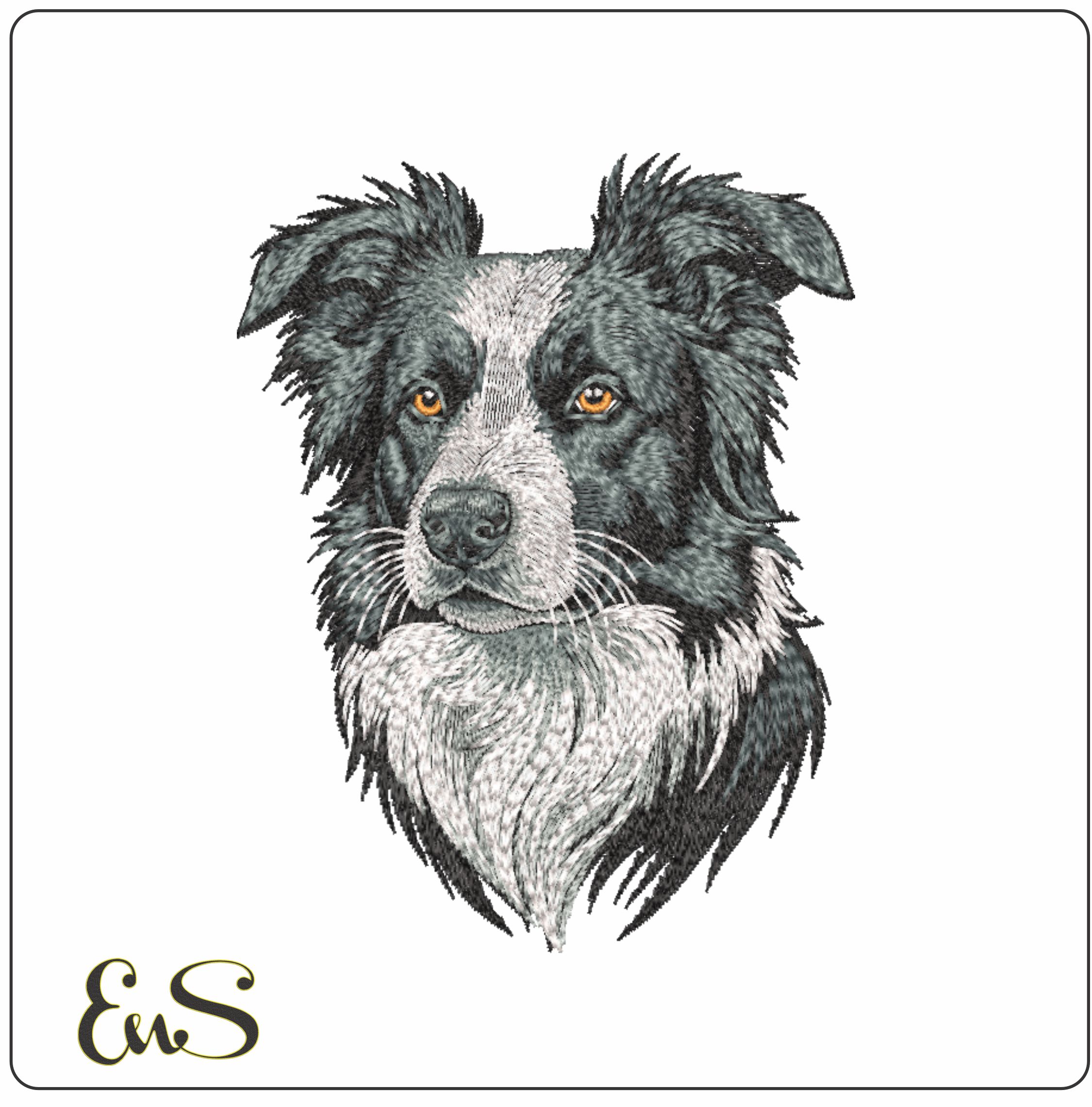 Border Collie Dog